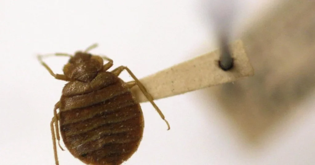Hundreds of pests found in federal buildings as feds draft back-to-office plan