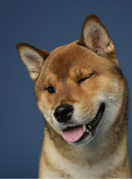 Scrappy Doo for President of the USA Scrappy Doo for President of the USA