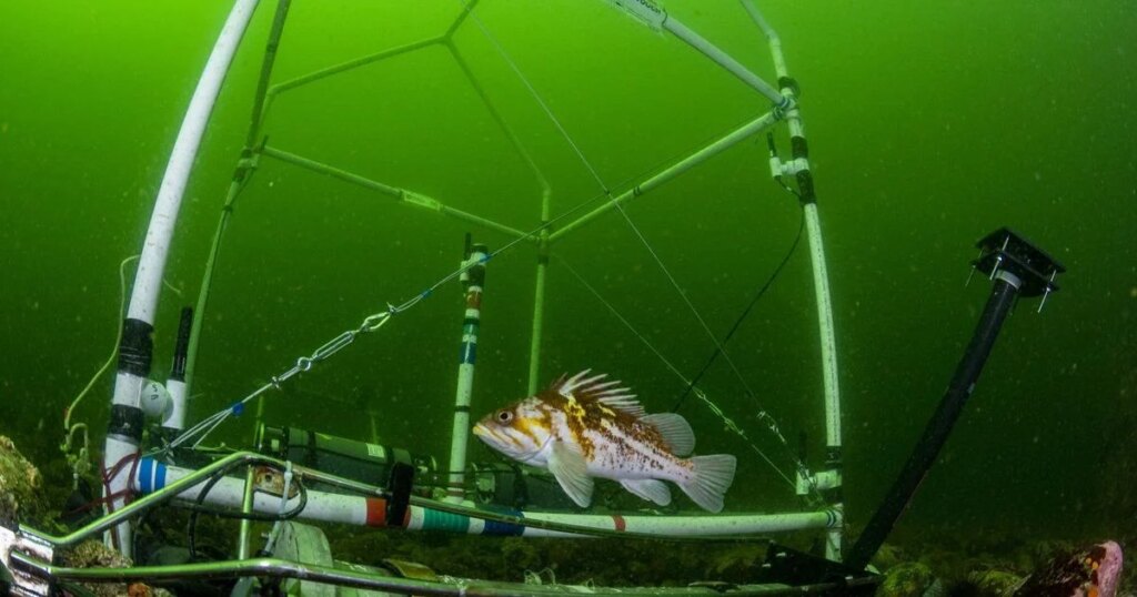 Knock, knock, who’s there? B.C. biologists identify unique sounds of 8 fish species