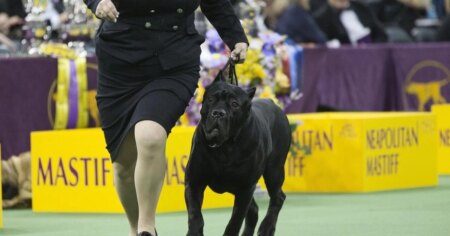 Some N.S. towns have tried to ban ‘dangerous’ dog breeds without much success Some N.S. towns have tried to ban ‘dangerous’ dog breeds without much success