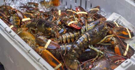 5,750 fine, foreign worker ban overturned against N.B. lobster processor 5,750 fine, foreign worker ban overturned against N.B. lobster processor