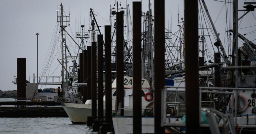 B.C’s charity herring sale is back on. But hundreds of sea lions feasted first