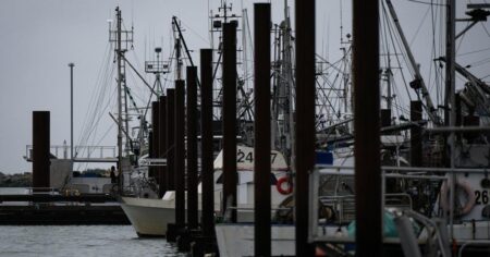 B.C’s charity herring sale is back on. But hundreds of sea lions feasted first B.C’s charity herring sale is back on. But hundreds of sea lions feasted first
