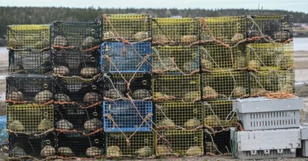 Nova Scotia lobster industry surprised, elated by suspension of Chinese tariff Nova Scotia lobster industry surprised, elated by suspension of Chinese tariff