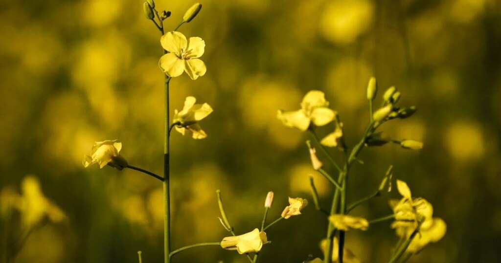 Despite deal with China, Canadian canola remains at risk to external forces: report