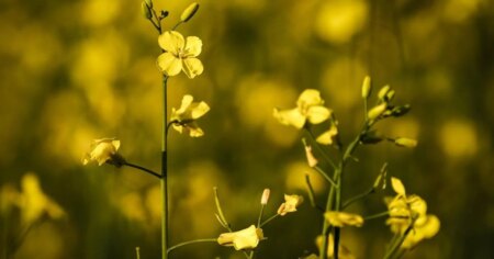 Despite deal with China, Canadian canola remains at risk to external forces: report Despite deal with China, Canadian canola remains at risk to external forces: report