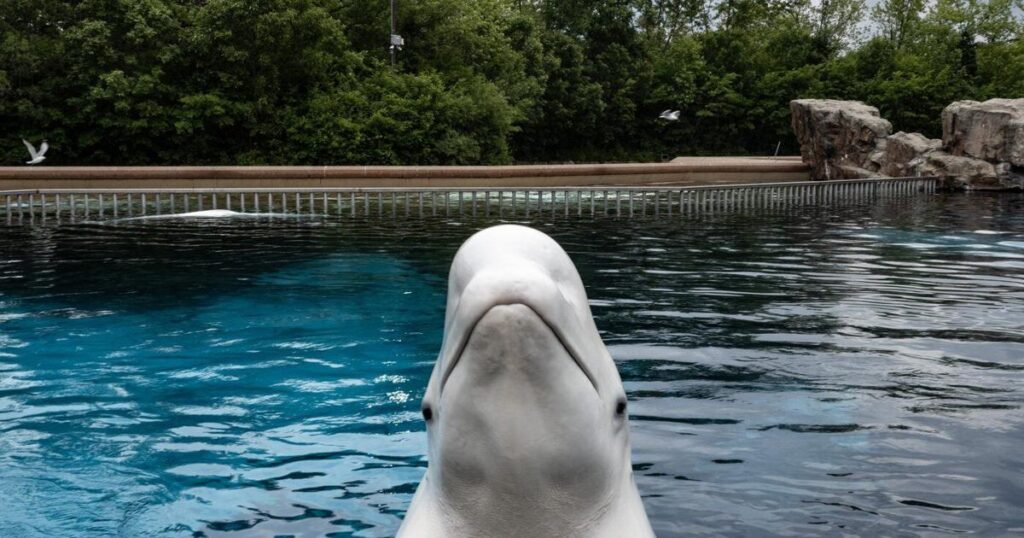 Marineland now seeking permits to ship remaining belugas to U.S.: sources
