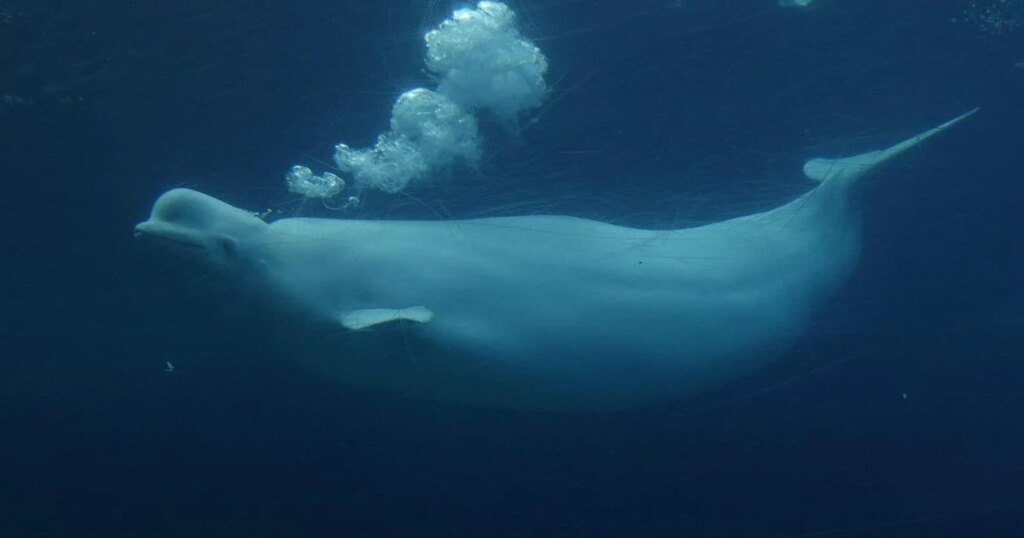 Ottawa gives conditional approval for Marineland to export remaining belugas to U.S.