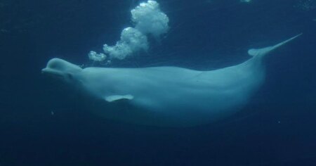 Ottawa gives conditional approval for Marineland to export remaining belugas to U.S. Ottawa gives conditional approval for Marineland to export remaining belugas to U.S.