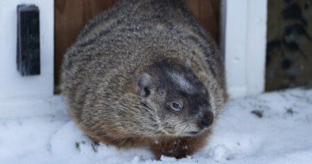 Groundhog Day 2026: Willie, Fred, but not Sam to make predictions on spring’s arrival Groundhog Day 2026: Willie, Fred, but not Sam to make predictions on spring’s arrival