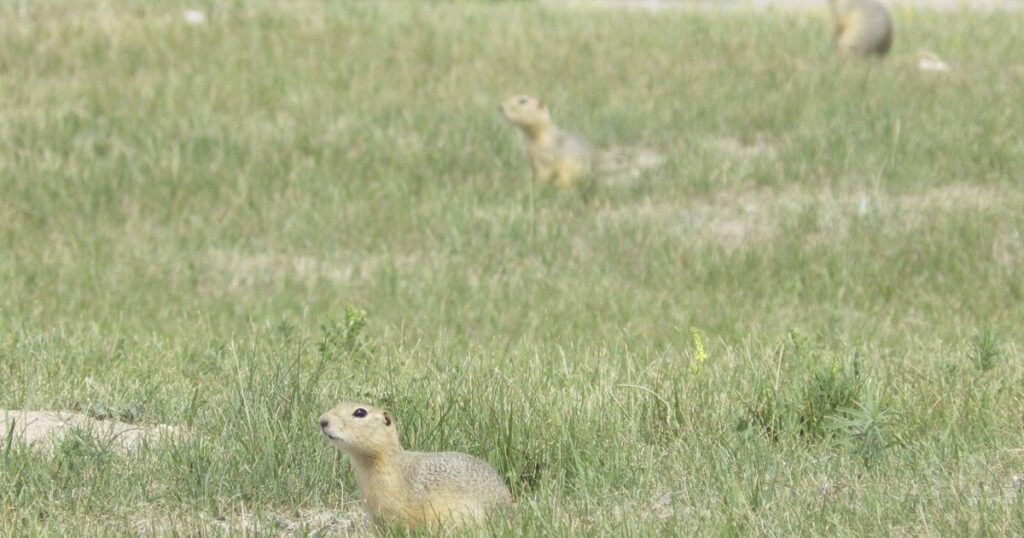 Alberta, Saskatchewan urge Ottawa to approve gopher poison following rejection
