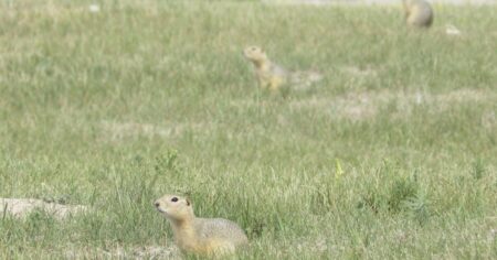 Alberta, Saskatchewan urge Ottawa to approve gopher poison following rejection Alberta, Saskatchewan urge Ottawa to approve gopher poison following rejection
