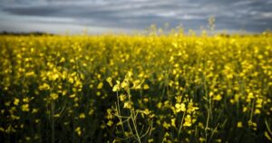 China suspends some canola, seafood tariffs on Canada after Carney visit