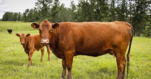 Cattle producers push back as N.B. moves to end provincially run veterinary care