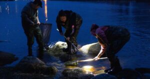 Ottawa raises catch limit for juvenile eels in the Maritimes, but complaints linger