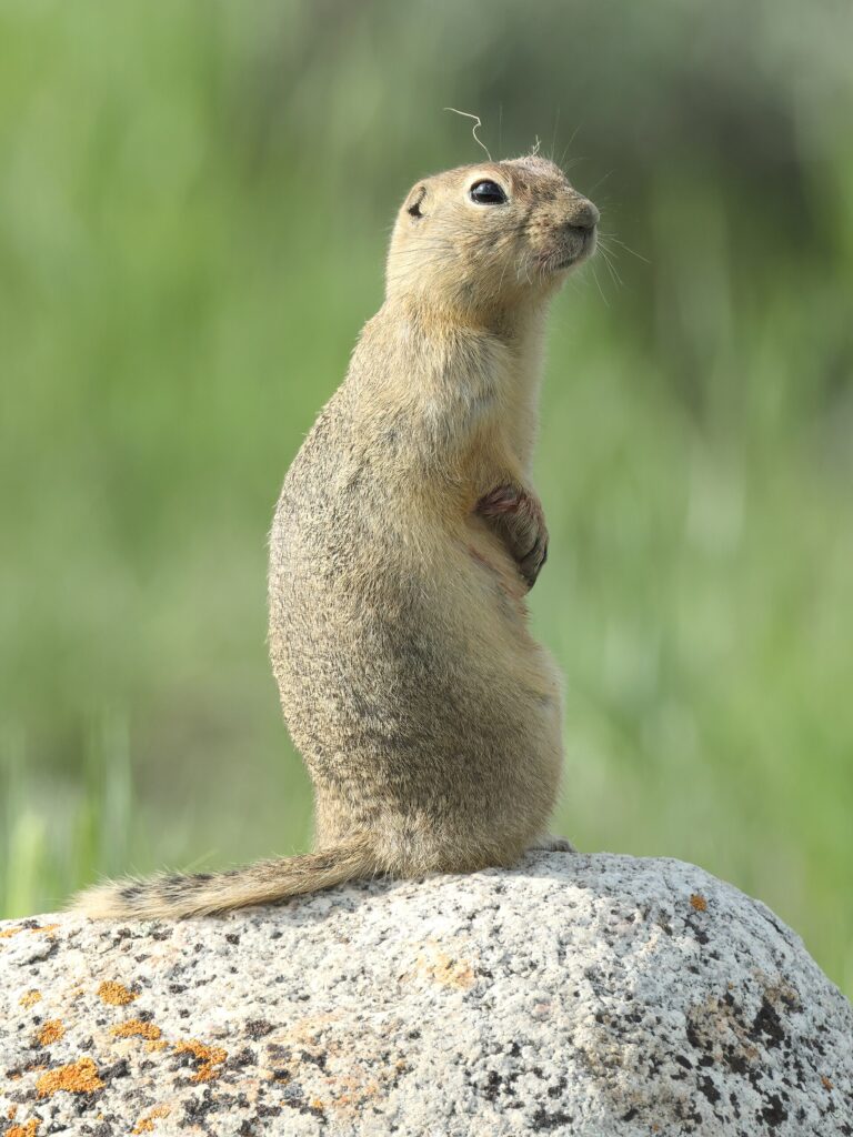 Ottawa allows temporary use of gopher poison in Alberta, Saskatchewan