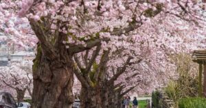 The hazards of cherry blossom crowds prompt warnings from police in Richmond, B.C.
