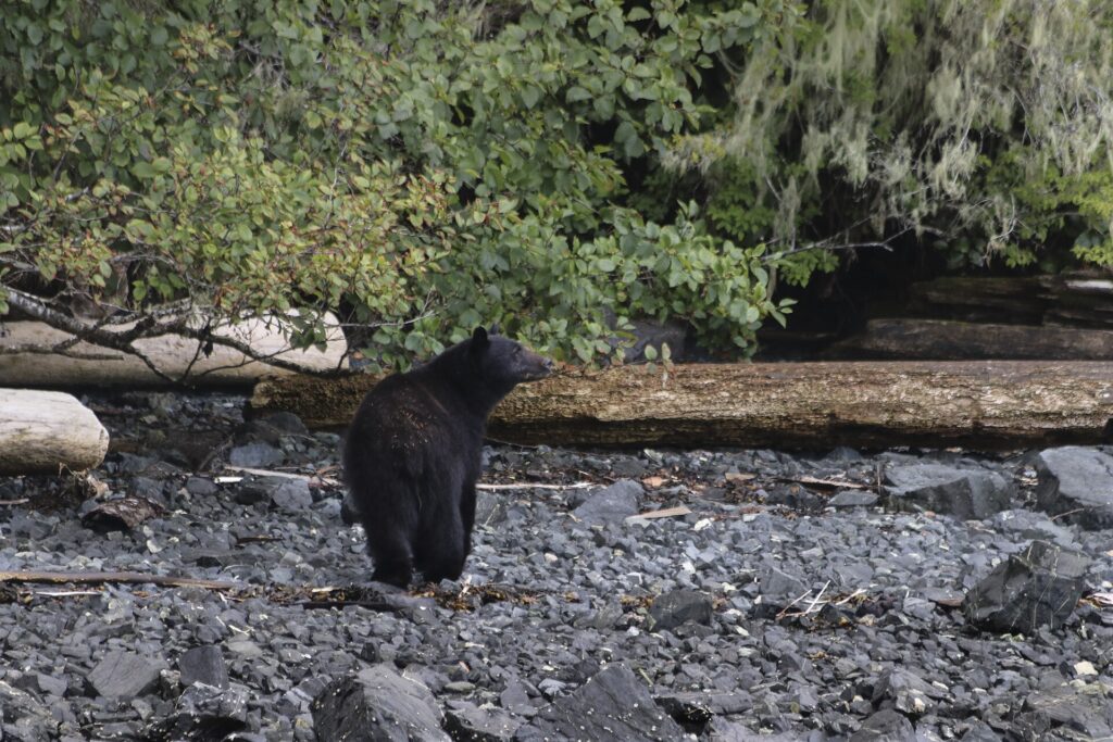 Two orphaned bear cubs rescued on Vancouver Island, after mom found dead