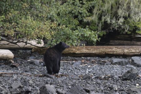 Two orphaned bear cubs rescued on Vancouver Island, after mom found dead Two orphaned bear cubs rescued on Vancouver Island, after mom found dead