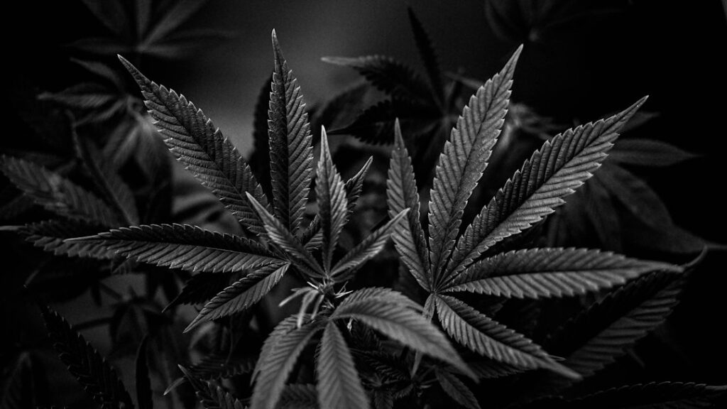 Chiefs call for moratorium on N.S. cannabis raids after last week’s highway protests