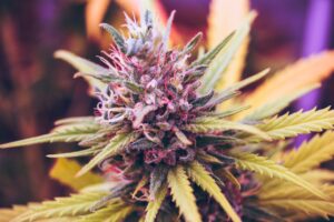 Aurora Cannabis Inc. buys Safari Flower Co. in .5M deal Aurora Cannabis Inc. buys Safari Flower Co. in .5M deal