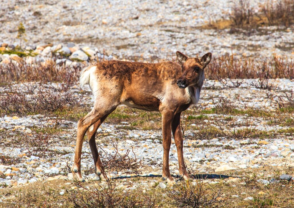 University study finds few improvements to at-risk species in B.C. University study finds few improvements to at-risk species in B.C.