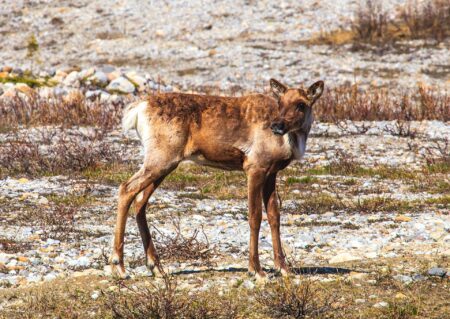 University study finds few improvements to at-risk species in B.C. University study finds few improvements to at-risk species in B.C.