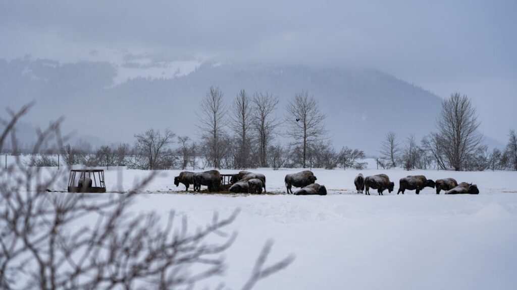Oh, give me a home: Alberta-raised wood bison calves safely relocated to Alaska