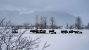 Oh, give me a home: Alberta-raised wood bison calves safely relocated to Alaska
