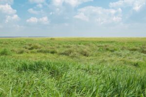 Treaty 6 at 150: The Medicine Chest Clause Won in Court in 1935 — Its Health Gap Is Still Growing Treaty 6 at 150: The Medicine Chest Clause Won in Court in 1935 — Its Health Gap Is Still Growing