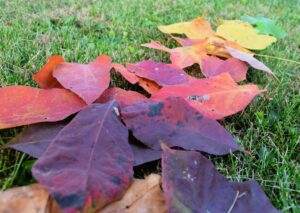 How to Prepare Your Lawn for Winter in Canada