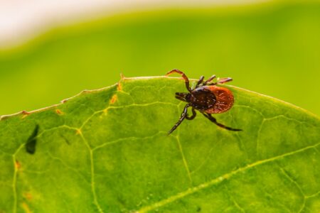N.S. Pharmacists Cut Tick-Bite ER Visits in Half N.S. Pharmacists Cut Tick-Bite ER Visits in Half