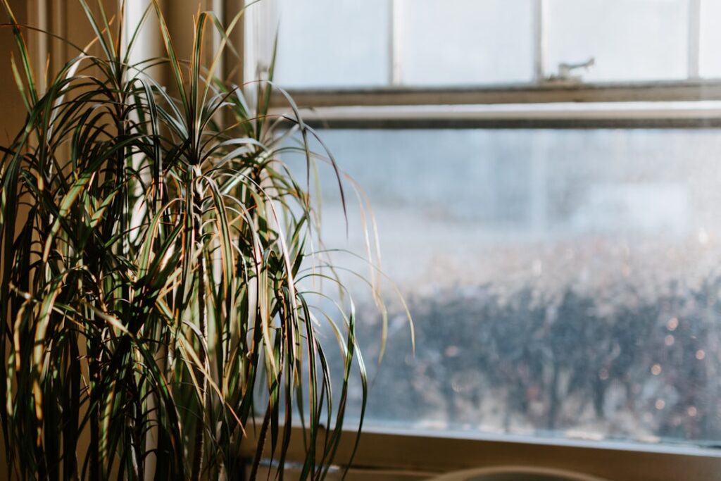 How to Bring Your Houseplants Indoors for Winter: A Step-by-Step Guide for Canadian Gardeners