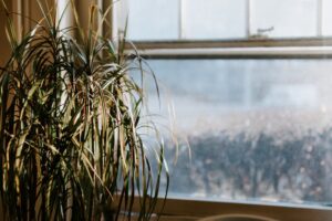 How to Bring Your Houseplants Indoors for Winter: A Step-by-Step Guide for Canadian Gardeners How to Bring Your Houseplants Indoors for Winter: A Step-by-Step Guide for Canadian Gardeners