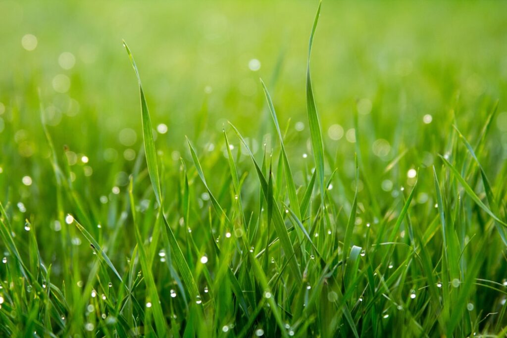 How to Overseed Your Lawn in Fall: A Step-by-Step Guide for Canadian Homeowners