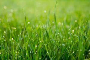 How to Overseed Your Lawn in Fall: A Step-by-Step Guide for Canadian Homeowners How to Overseed Your Lawn in Fall: A Step-by-Step Guide for Canadian Homeowners