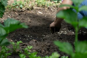How to Dig and Store Dahlia Tubers for Winter: A Step-by-Step Guide for Canadian Gardeners How to Dig and Store Dahlia Tubers for Winter: A Step-by-Step Guide for Canadian Gardeners