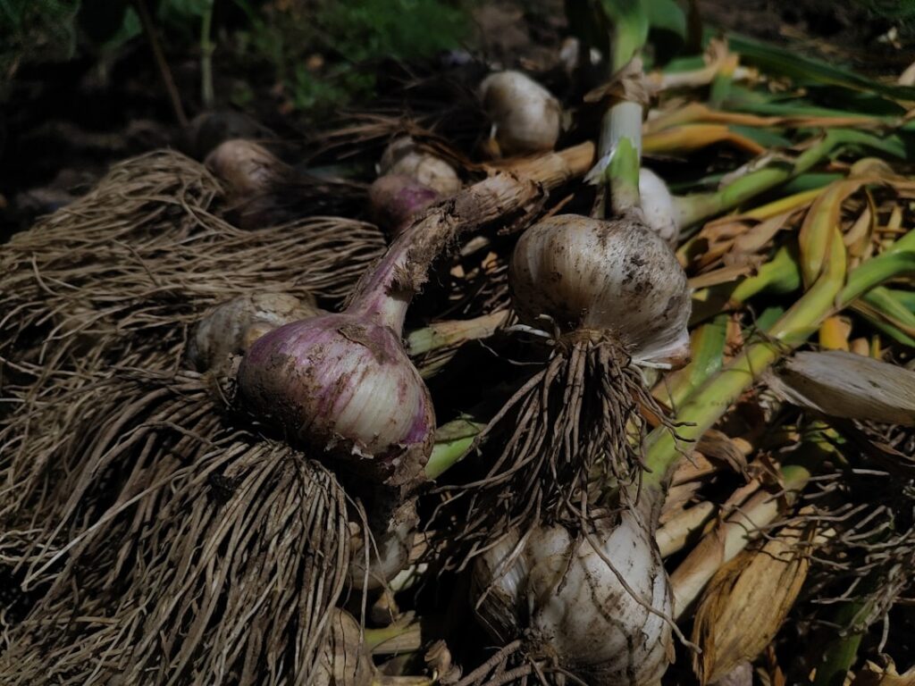 How to Plant Garlic This Fall: A Step-by-Step Guide for Canadian Gardeners