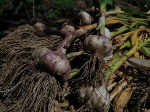 How to Plant Garlic This Fall: A Step-by-Step Guide for Canadian Gardeners How to Plant Garlic This Fall: A Step-by-Step Guide for Canadian Gardeners