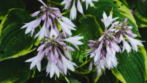 How to Divide Perennials This Fall: A Step-by-Step Guide for Canadian Gardeners How to Divide Perennials This Fall: A Step-by-Step Guide for Canadian Gardeners