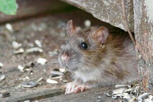 How to Mouse-Proof Your Home Before Winter: A Step-by-Step Guide for Canadian Homeowners How to Mouse-Proof Your Home Before Winter: A Step-by-Step Guide for Canadian Homeowners