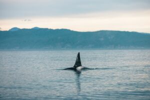 Ottawa’s .2B Ocean Plan Lands Days Before Pipeline Call Ottawa’s .2B Ocean Plan Lands Days Before Pipeline Call
