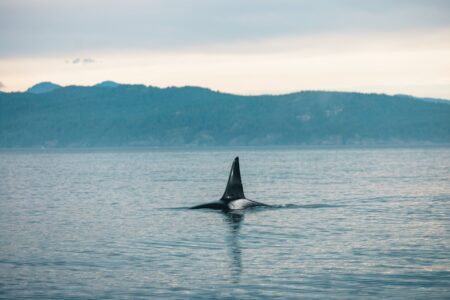 Ottawa’s .2B Ocean Plan Lands Days Before Pipeline Call Ottawa’s .2B Ocean Plan Lands Days Before Pipeline Call