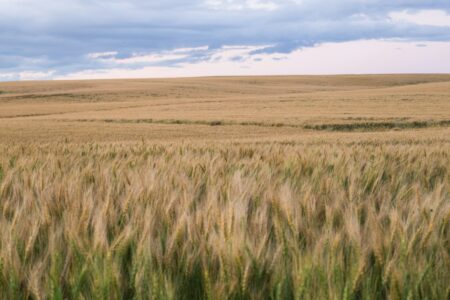 On This Day: Treaty 7 Signed at Blackfoot Crossing, 1877 On This Day: Treaty 7 Signed at Blackfoot Crossing, 1877