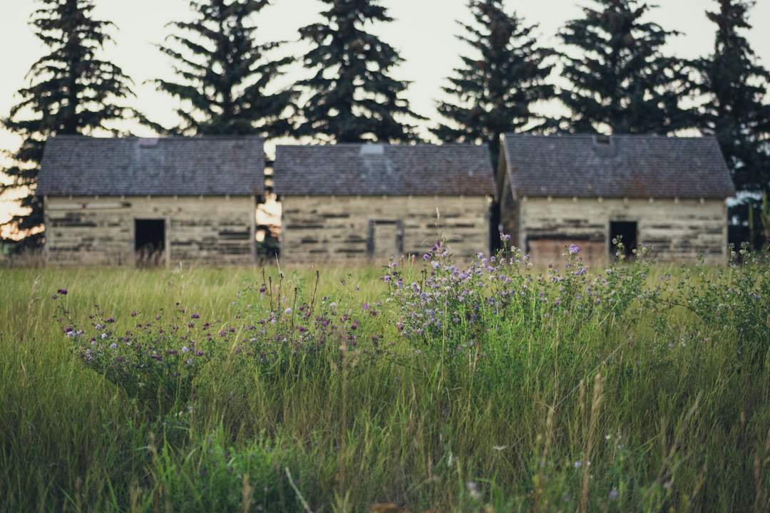 Prairie-style houses on a grass field in Canada