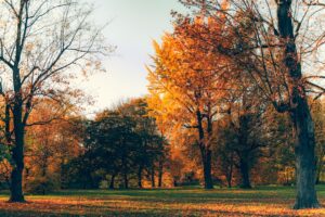 How to Prepare Your Garden for Winter: A Step-by-Step Guide for Canadian Homeowners How to Prepare Your Garden for Winter: A Step-by-Step Guide for Canadian Homeowners