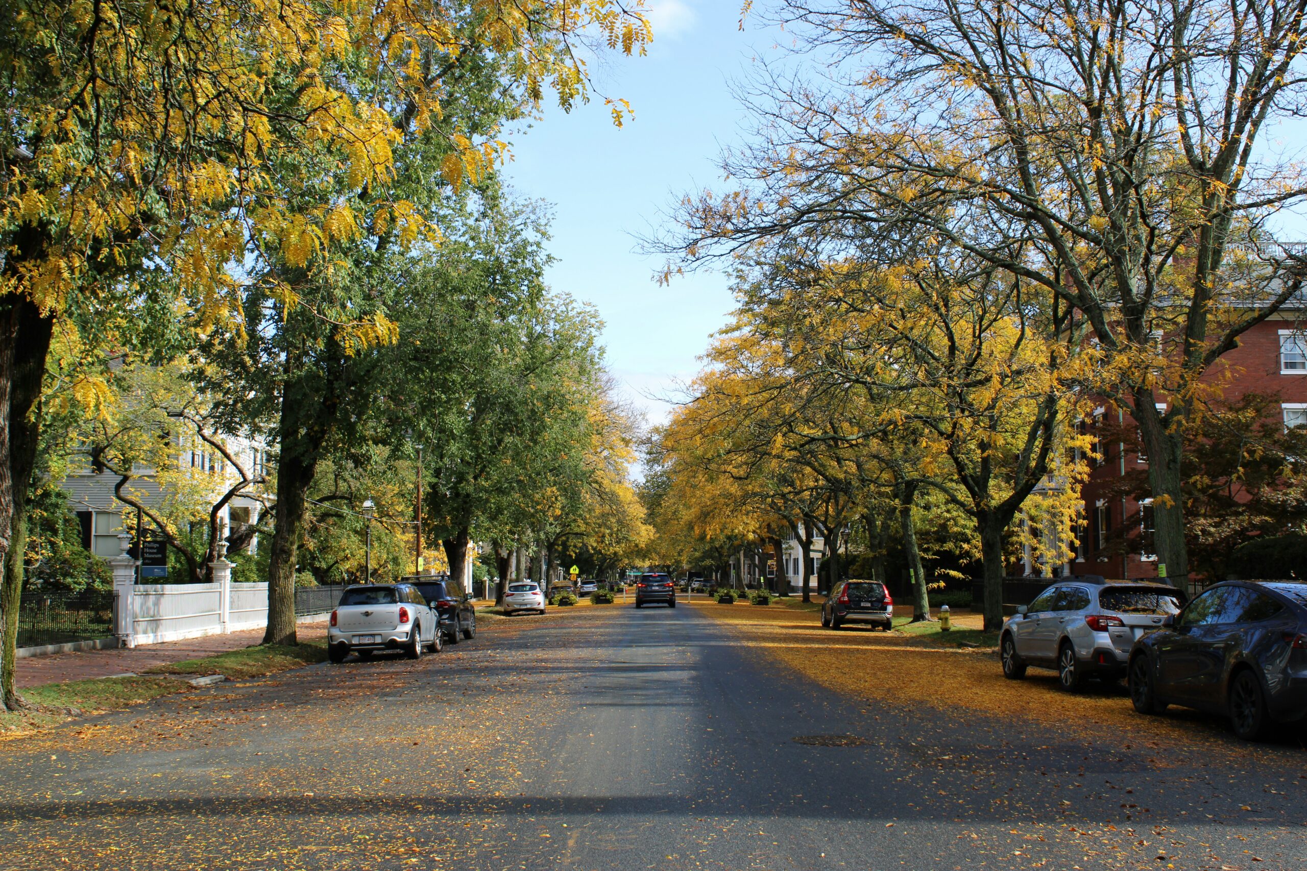 Autumn trees lining a quiet residential street