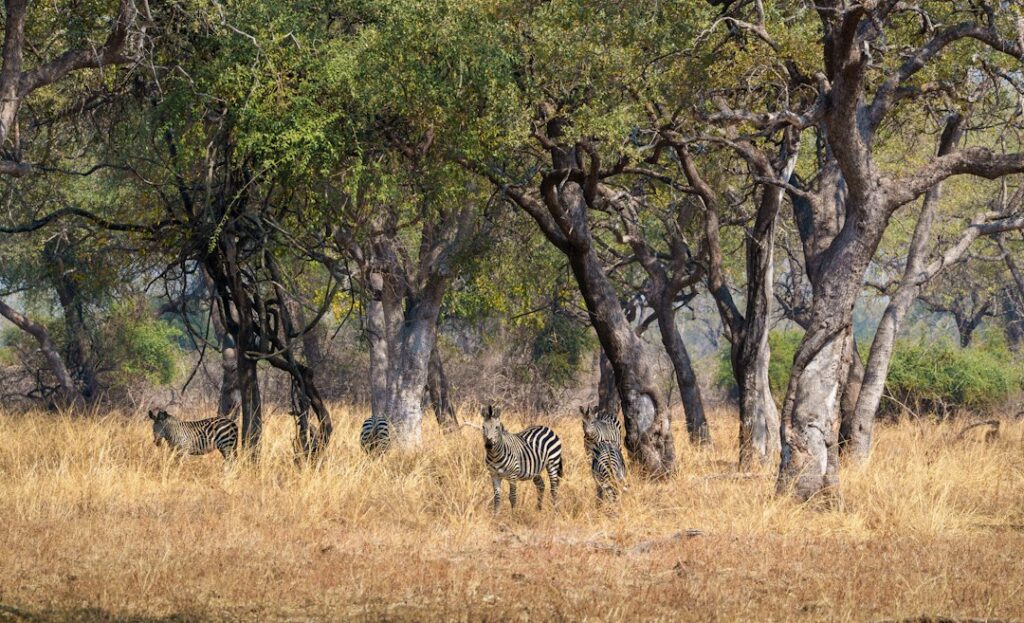 Anthrax outbreak kills more than 50 animals, infects 12 people in Zambia – National