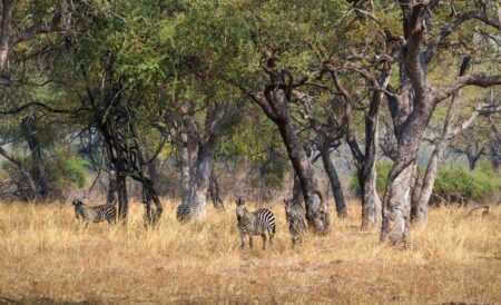 Anthrax outbreak kills more than 50 animals, infects 12 people in Zambia – National Anthrax outbreak kills more than 50 animals, infects 12 people in Zambia – National