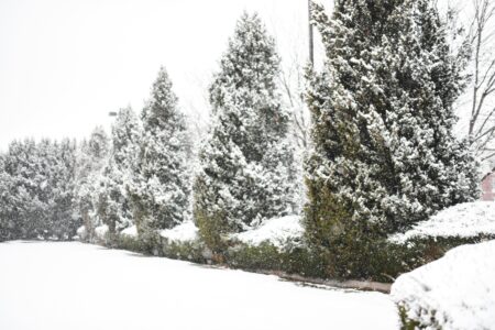 How to Protect Cedars From Winter Burn in Canada